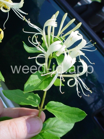 honeysuckle, Japanese